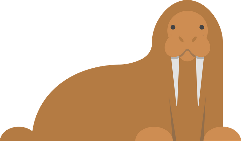 Polar arctic seal  Illustration