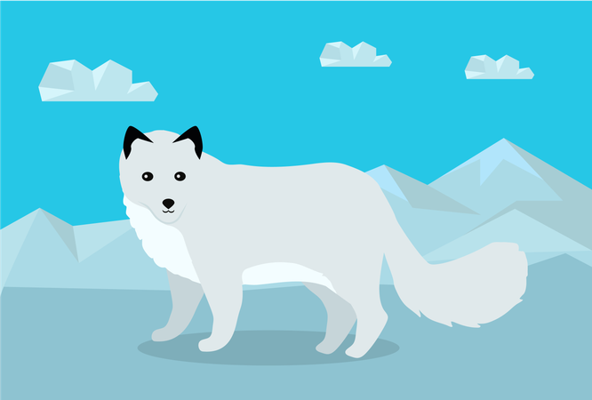 Polar Fox  Illustration