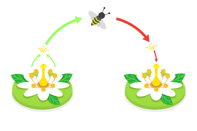 3 D Isometric Flat Vector Conceptual Illustration Of Pollination Process Diagram Plant Reproduction Illustration