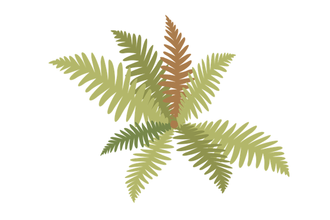 Plante polypodiophyte  Illustration