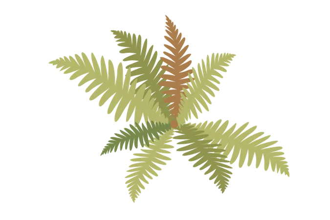 Plante polypodiophyte  Illustration