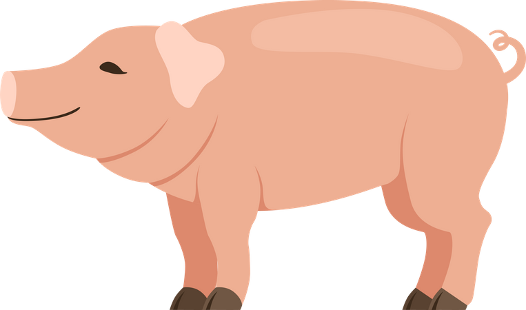 Porco  Ilustração
