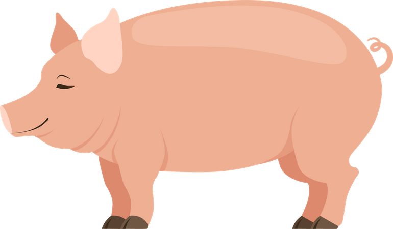 Porco  Ilustração