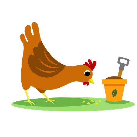 Poulet  Illustration