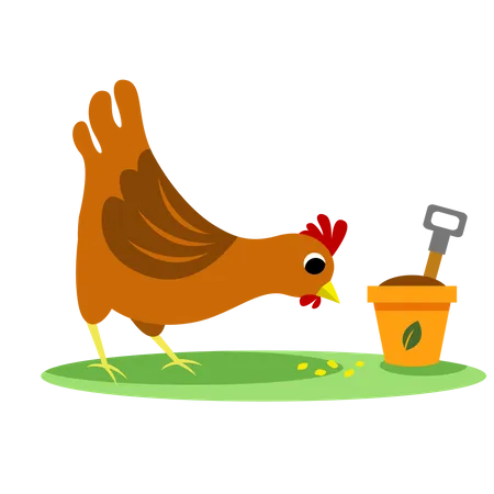 Poulet  Illustration