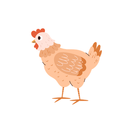 Poulet oiseau domestique  Illustration