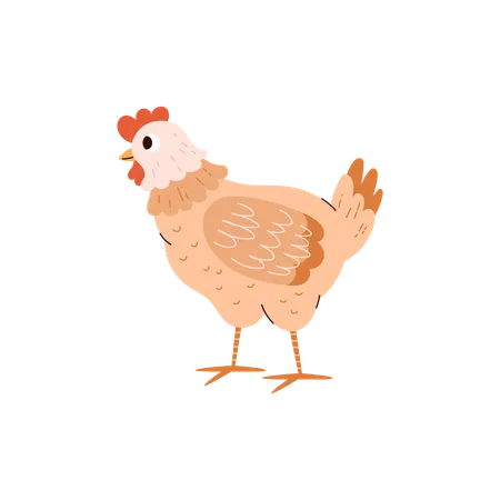 Poulet oiseau domestique  Illustration