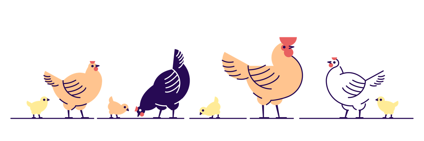 Poulets  Illustration