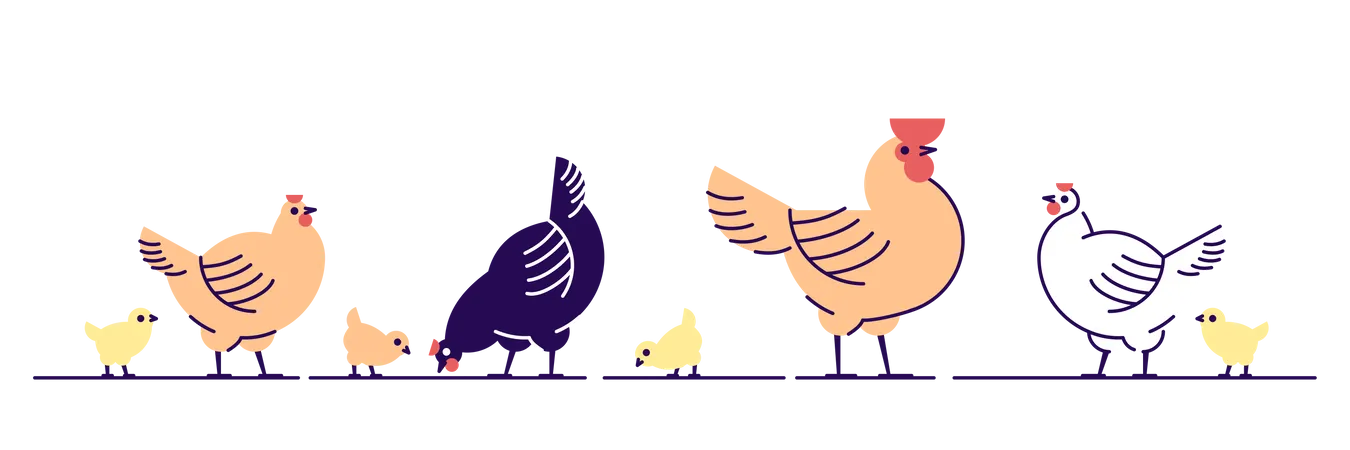 Poulets  Illustration