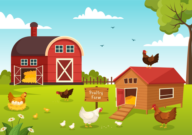 Poultry Farm  Illustration