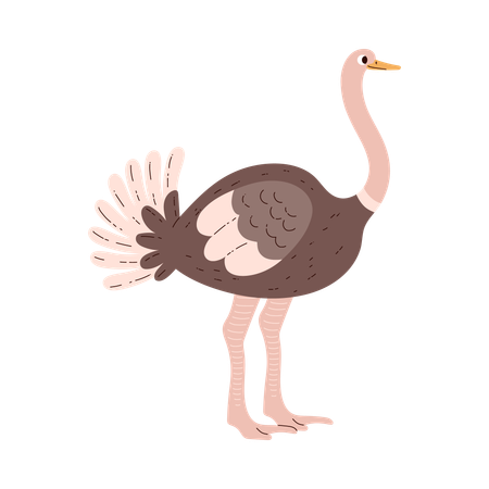 Poultry ostrich bird  Illustration