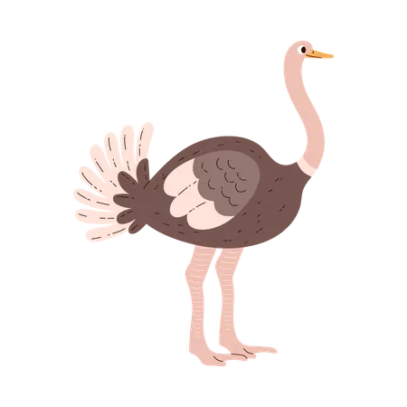 Poultry ostrich bird  Illustration