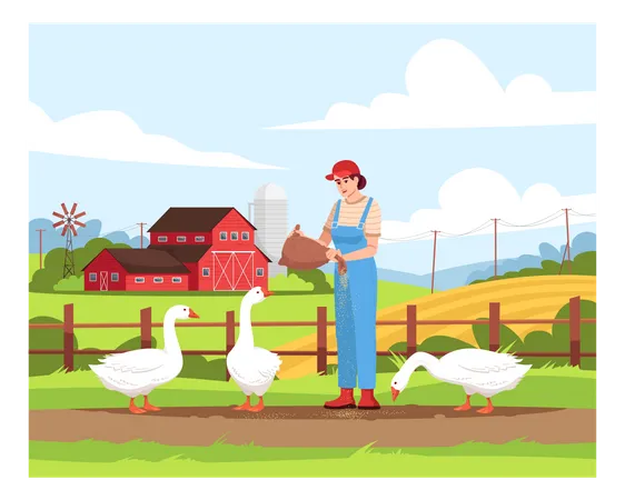 Poultry Pasture On Farmland Semi Flat Vector Illustration Local Production Of Domestic Bird Woman Feeding Geese American Farm Female Farmer 2 D Cartoon Characters For Commercial Use Illustration