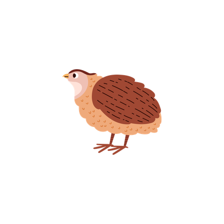 Poultry quail bird  Illustration