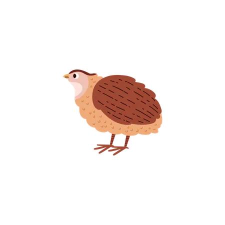 Poultry quail bird  Illustration