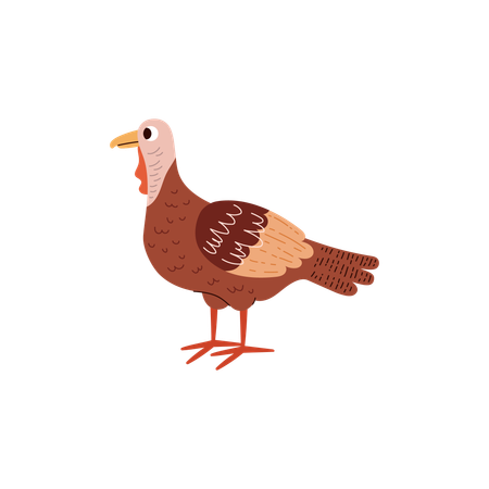 Poultry turkey bird  Illustration