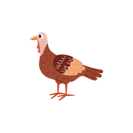 Poultry turkey bird  Illustration