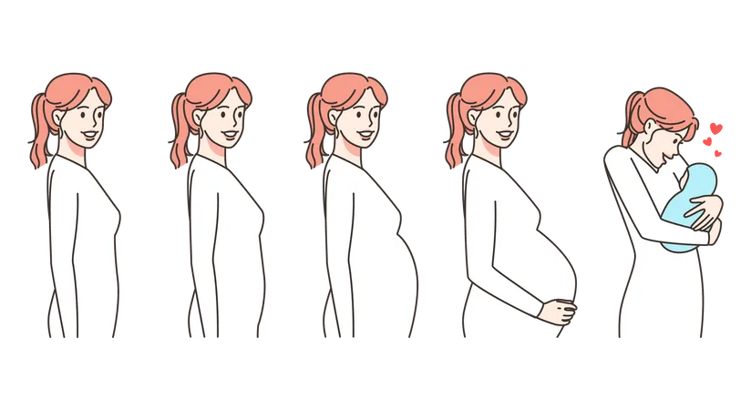 Pregnancy phases  Illustration