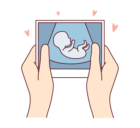 Pregnant womb picture  Illustration