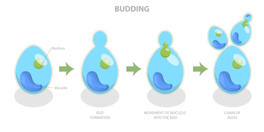 Proceso de gemación y reproducción de la levadura de cerveza.  Ilustración