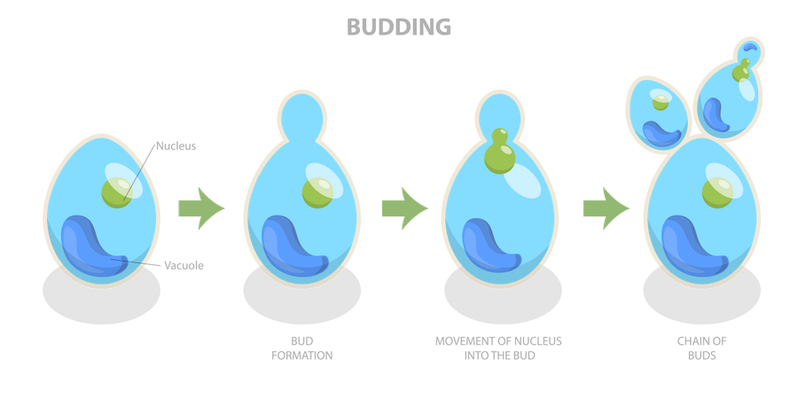 Processus de bourgeonnement et reproduction de la levure de bière  Illustration