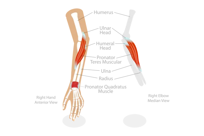 3 D Isometric Flat Vector Conceptual Illustration Of Pronator Teres Muscle Educational Diagram Illustration