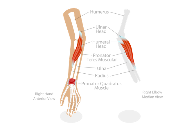 Pronator Teres Muscle  Illustration