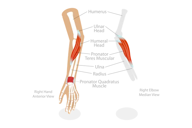 Pronator Teres Muscle  Illustration