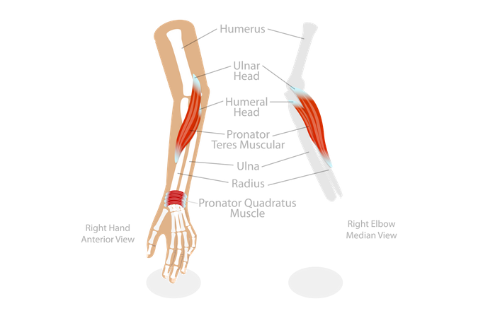 Musculus pronator teres  Illustration