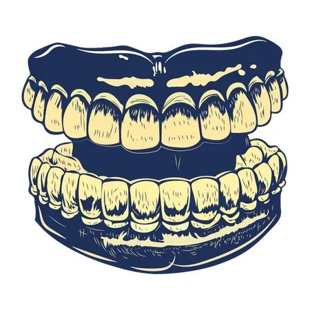 Dentier  Illustration