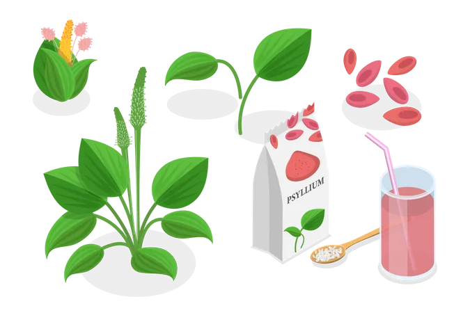 3 D Isometric Flat Vector Conceptual Illustration Of Psyllium Plant Organic Healthy Vegan Dietary Fiber Illustration