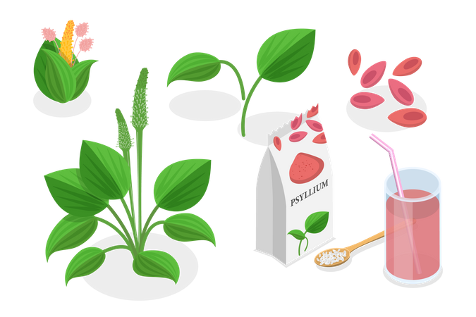 Psyllium Plant  Illustration