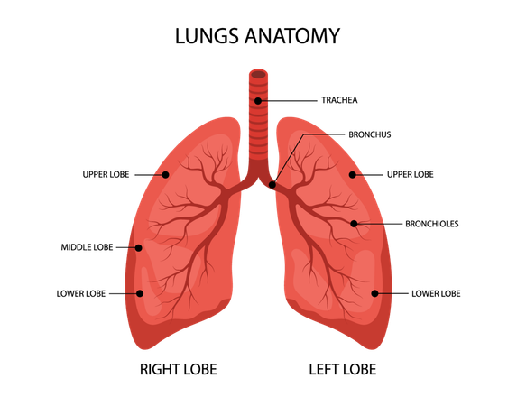 Anatomia dos pulmões humanos. Estrutura médica do órgão interno. Cartaz informativo educativo. Ilustração vetorial em estilo cartoon.  Ilustração