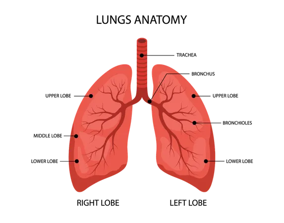 Anatomia dos pulmões humanos. Estrutura médica do órgão interno. Cartaz informativo educativo. Ilustração vetorial em estilo cartoon.  Ilustração