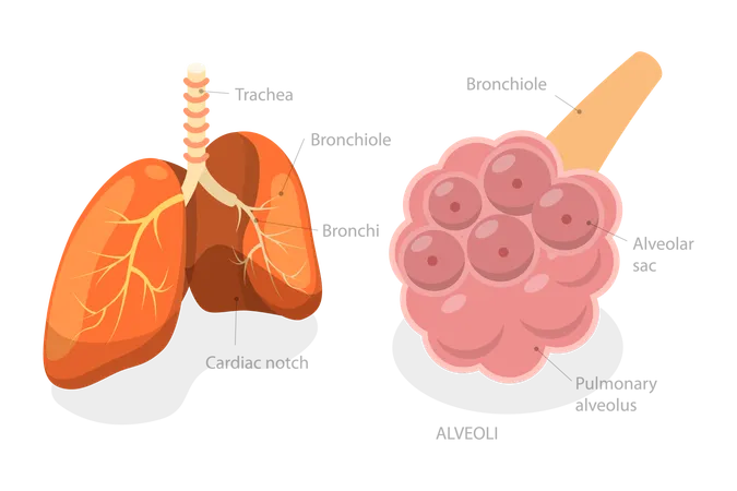 3 D Isometric Flat Vector Illustration Of Pulmonary Alveolus Gas Exchange In Lungs Illustration