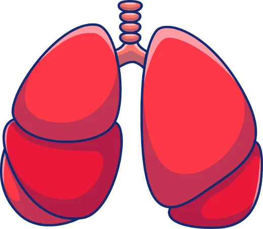 Pulmones  Ilustración