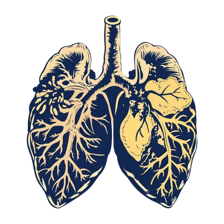 Pulmones  Ilustración