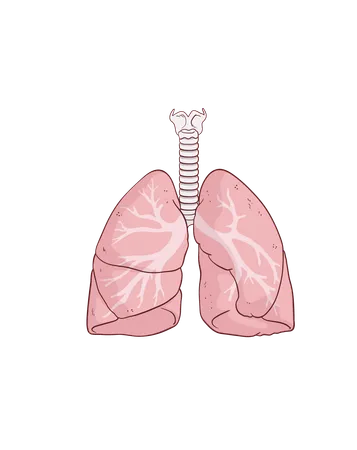 Pulmones  Ilustración