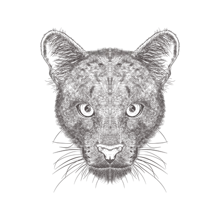 Puma  Illustration