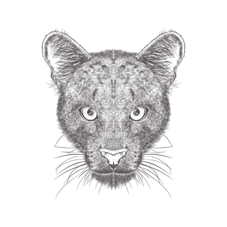 Puma  Illustration