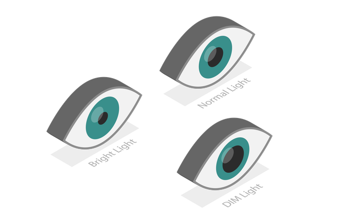 Pupillary Light Reflex  Illustration