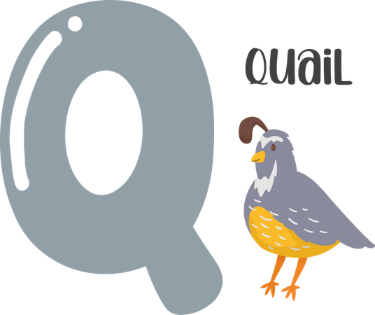 Quail  Illustration