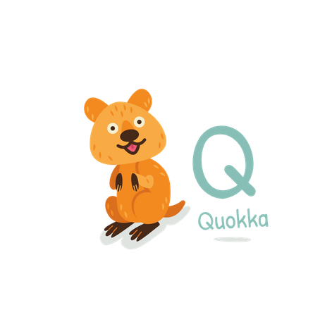 Quokka  Illustration