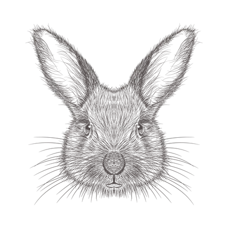 Rabbit  Illustration