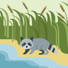 illustration for raccoon