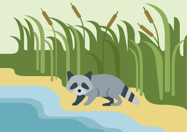 Raccoon  Illustration