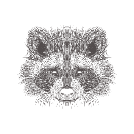 Racoon  Illustration