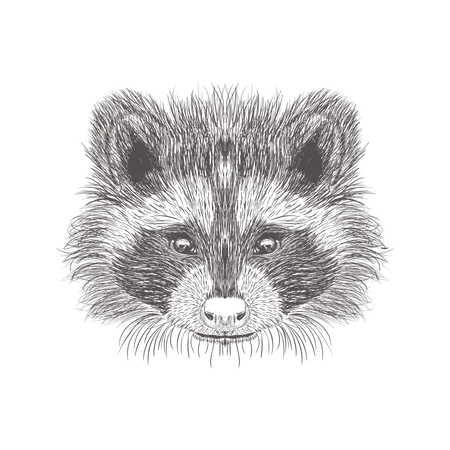 Racoon  Illustration