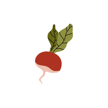 Radish Isolated Icon On White Background Vector Flat Illustration Of Raw Radish Vegetable Illustration