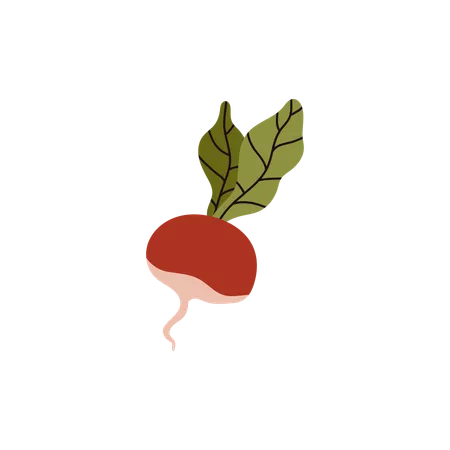 Radish vegetable  Illustration